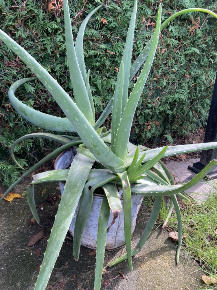 Large Aloe Plants - photo 3