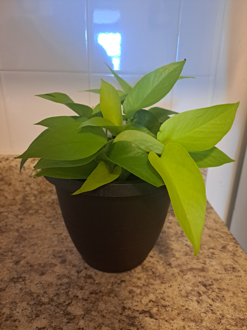 Neon Pothos Plant
