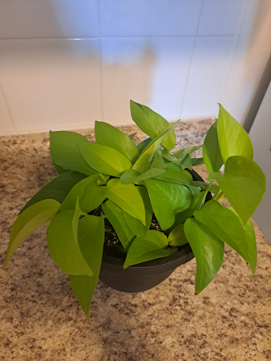 Neon Pothos Plant - photo 2