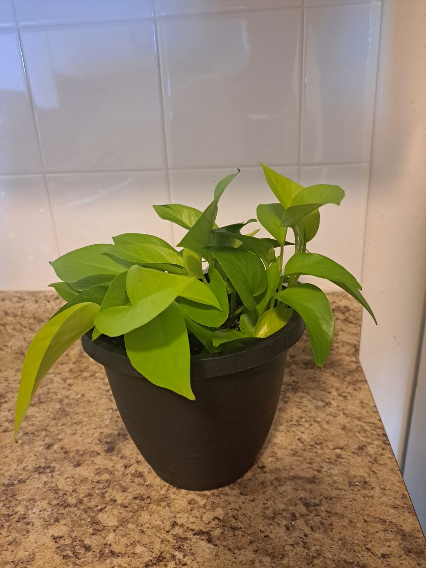Neon Pothos Plant - photo 3