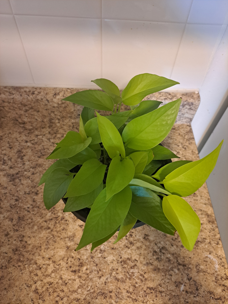 Neon Pothos Plant - photo 4