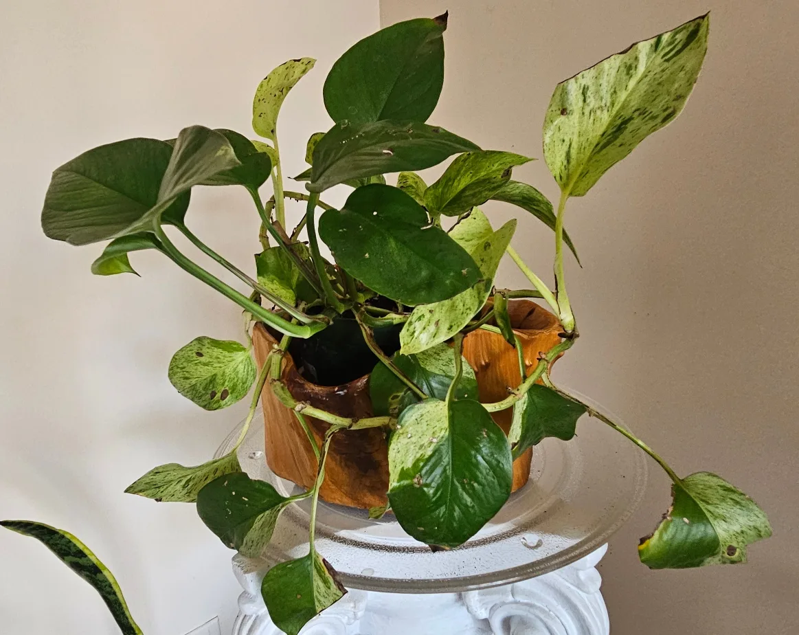 unique plant wooden pot image indicator(4)