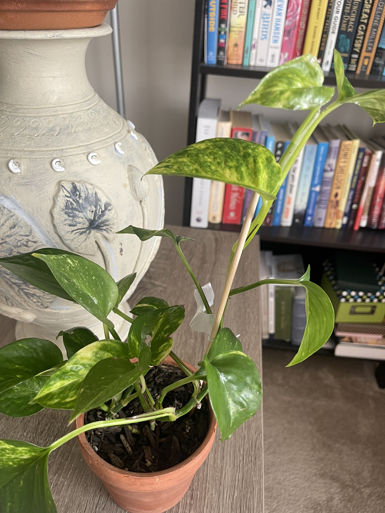 Pothos Plant - photo 2