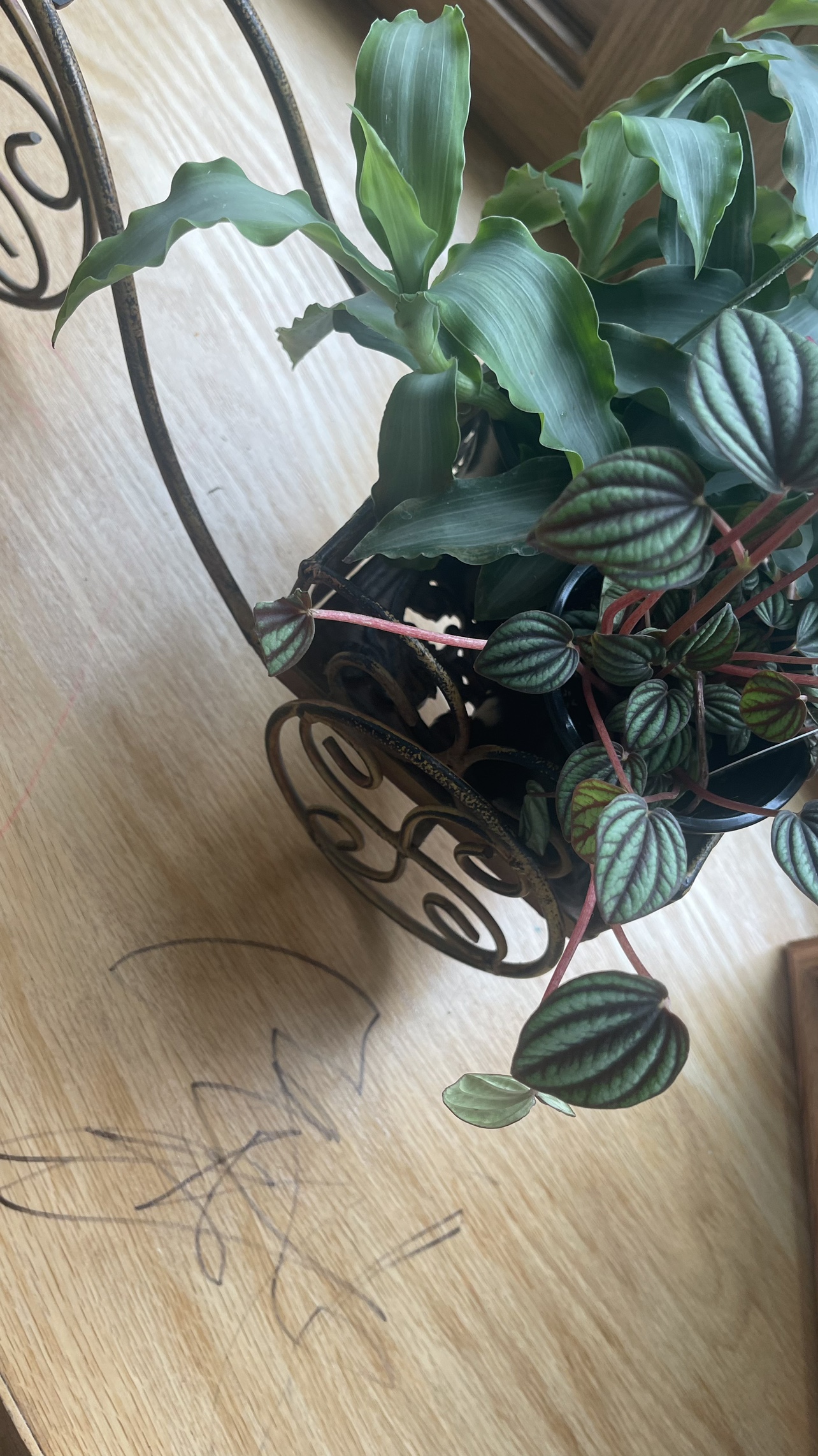 Metal Tricycle Planter ( plant 🪴 not included) 📌 - photo 2
