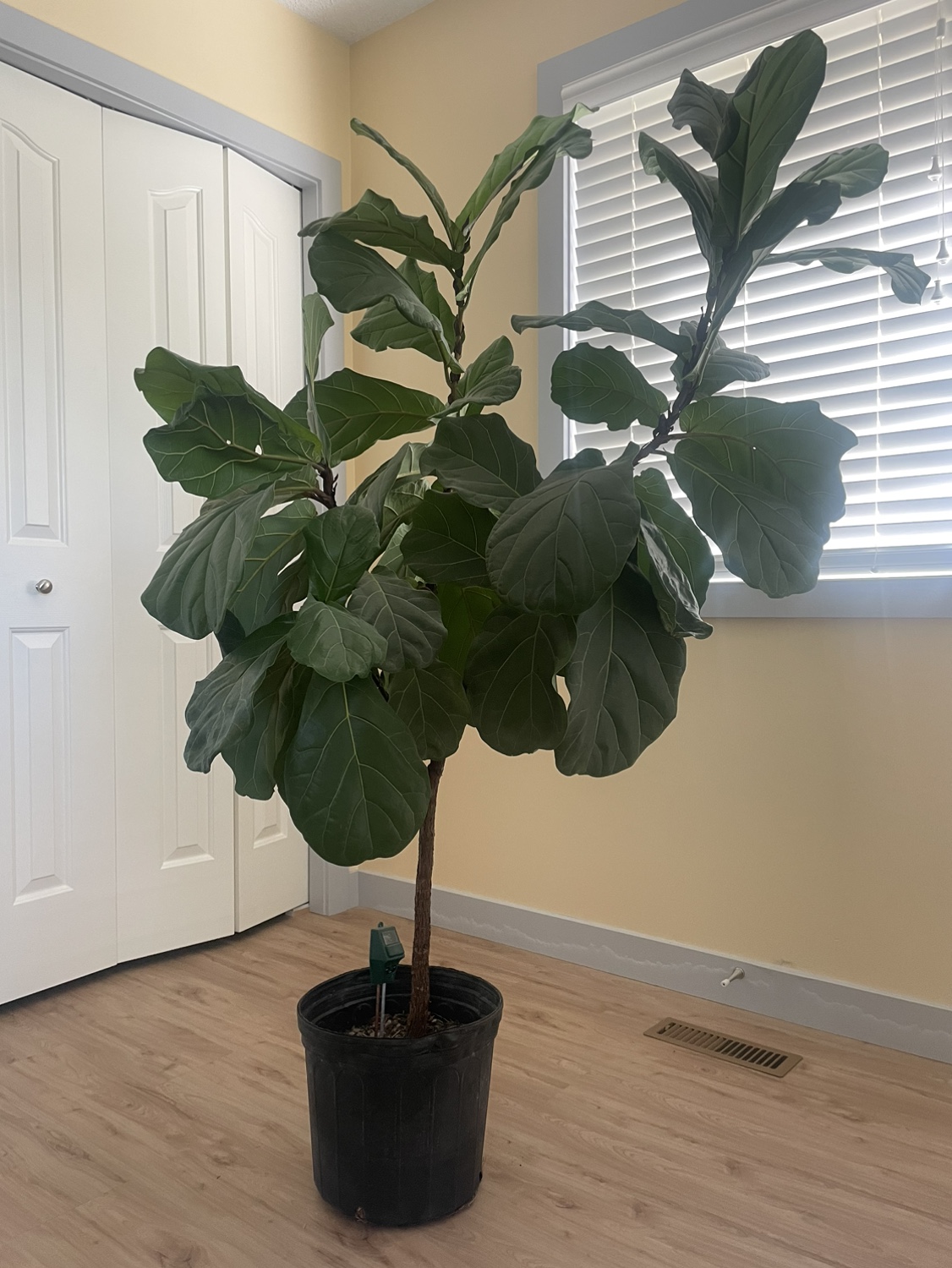 Fiddle Leaf Fig Plant - photo 3