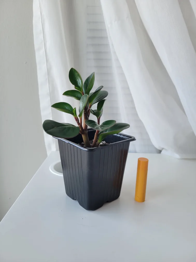 Cute peperomia plant thumbnail
