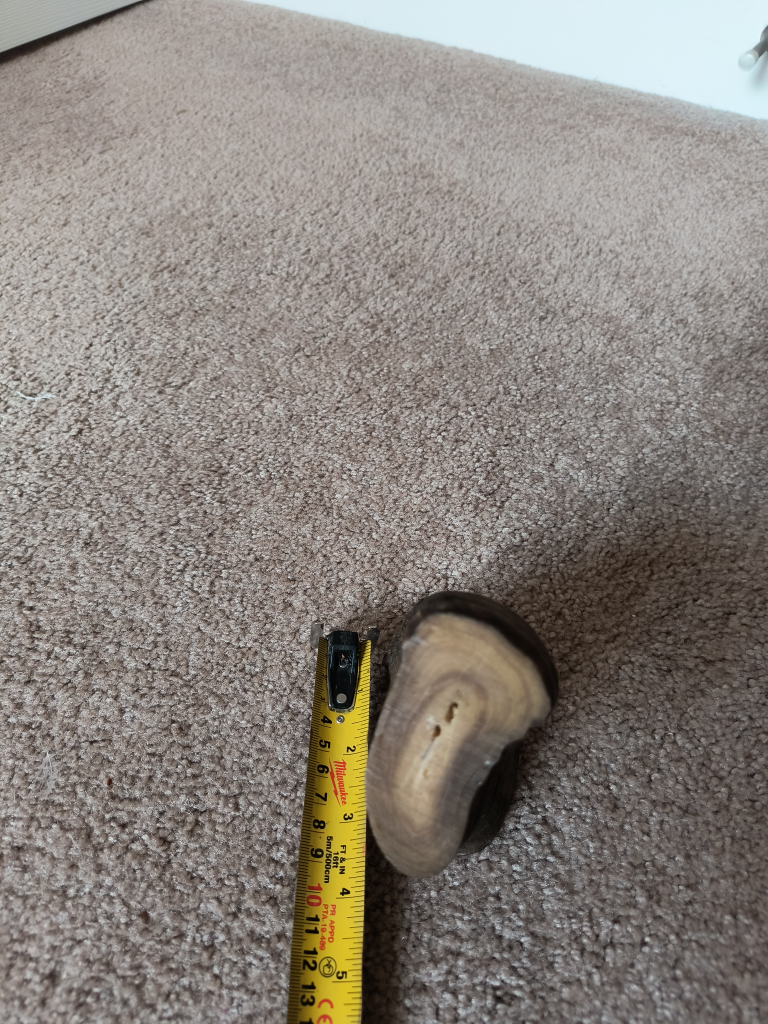 Large Animal Horn