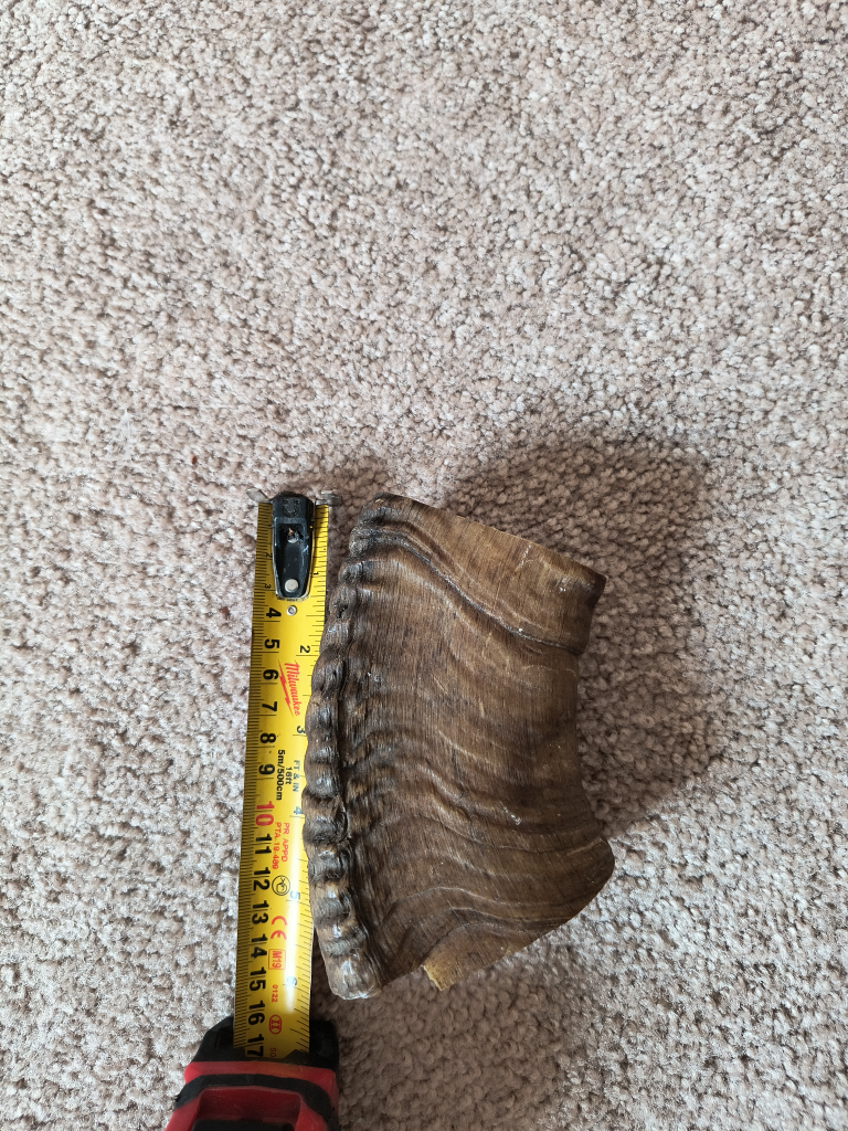 Large Animal Horn - photo 3