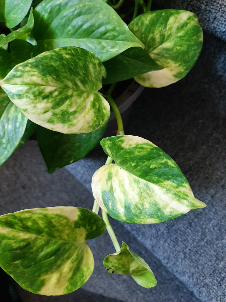 Variegated Pothos Plant
