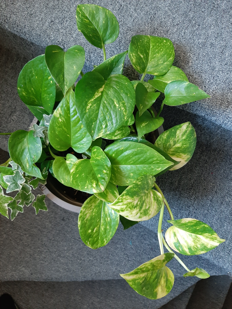Variegated Pothos Plant - photo 2