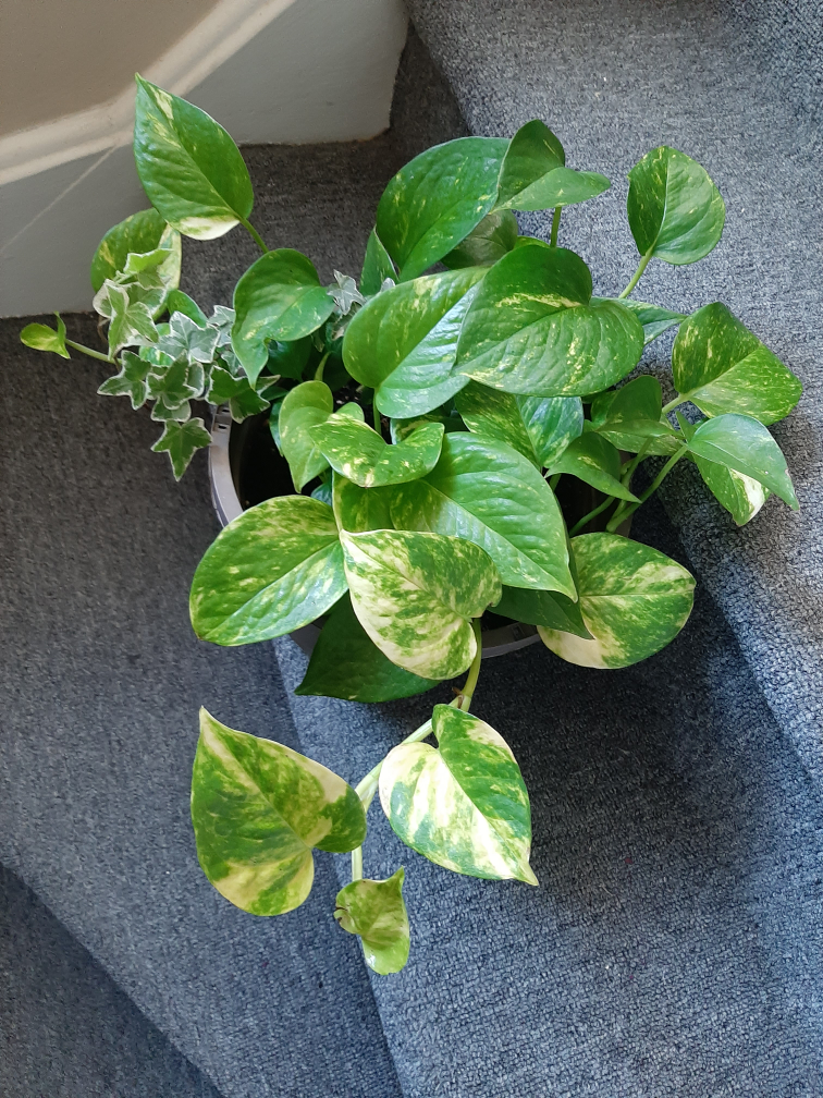 Variegated Pothos Plant - photo 3