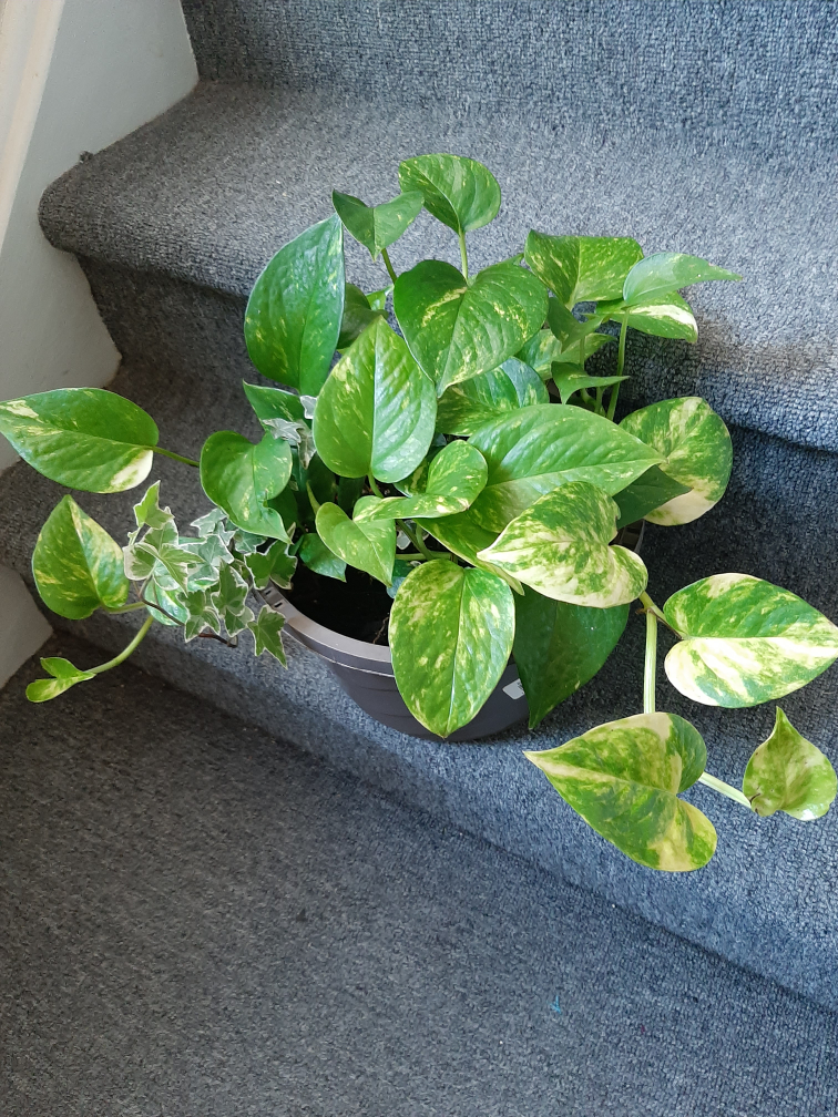 Variegated Pothos Plant - photo 4