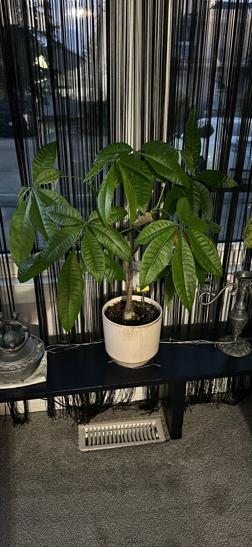 Money tree Potted Plant