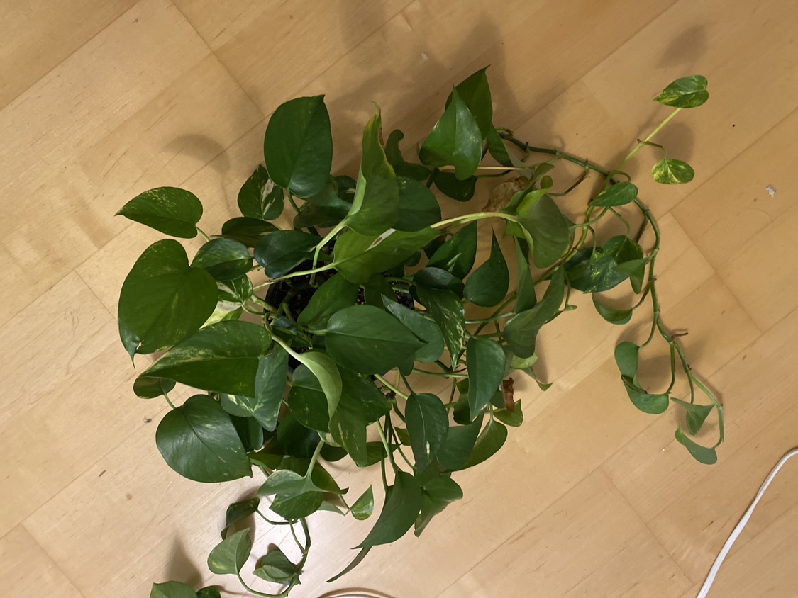Large Potted Pothos Plant🧡
