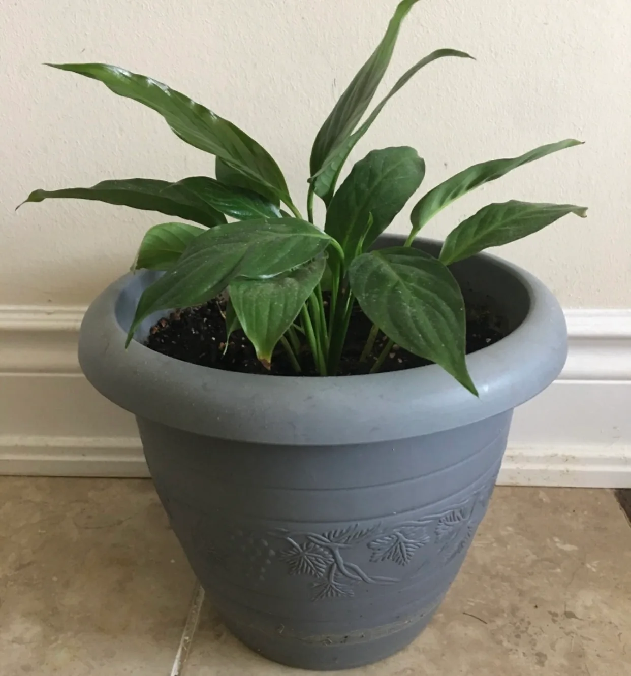 Peace Lily Plant thumbnail
