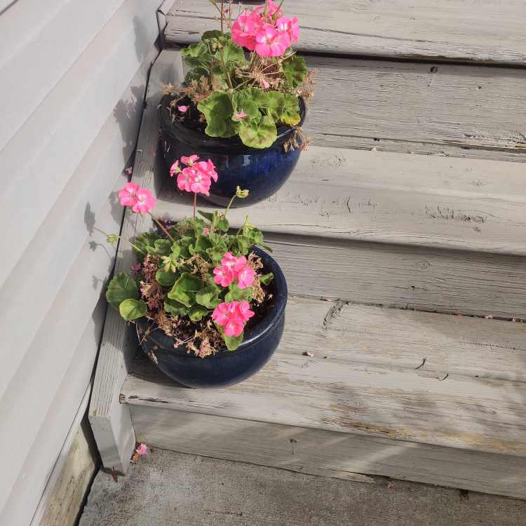 Set of 2 Blue Potted Plant.