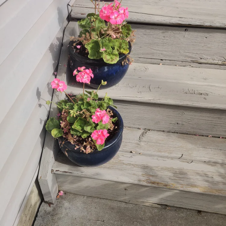 Set of 2 Blue Potted Plant. thumbnail