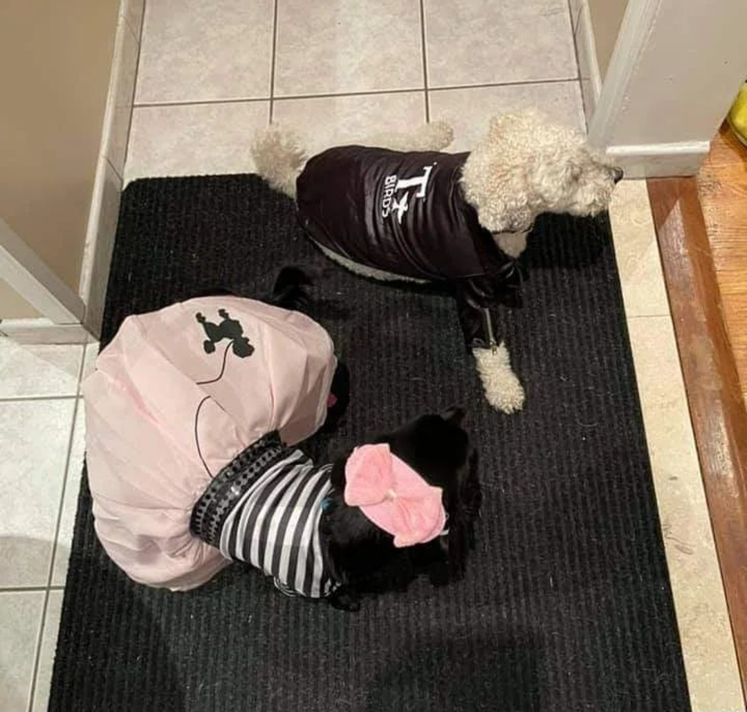 Dog Costumes