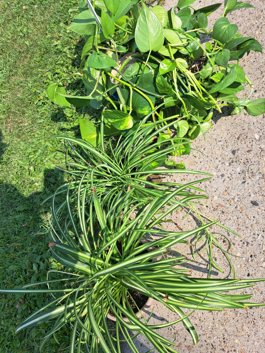 Large Green Plant