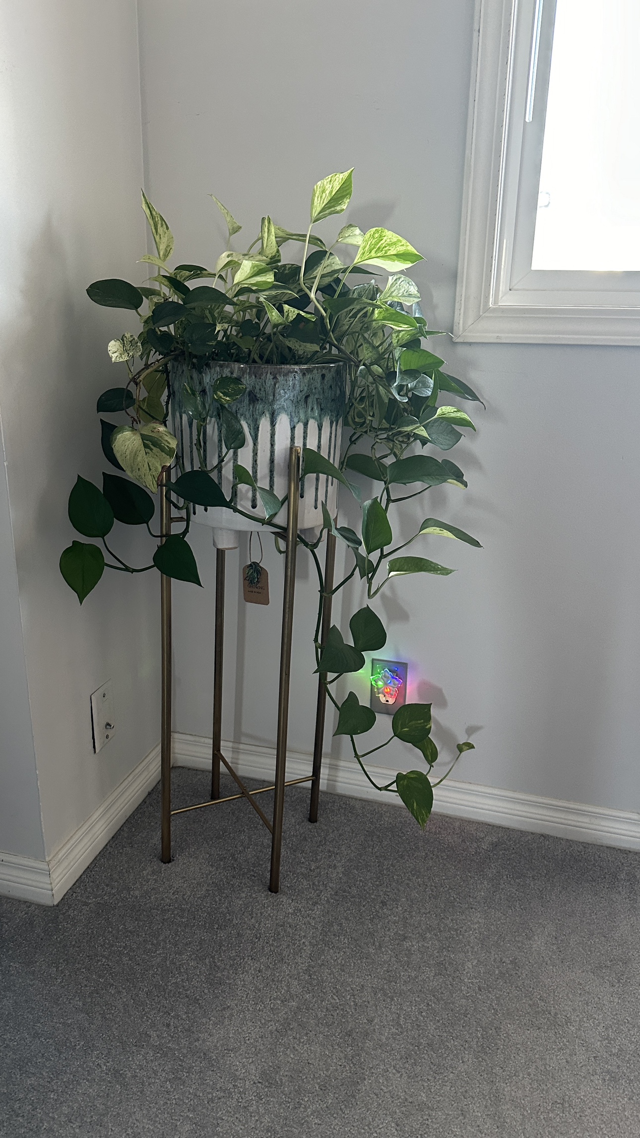 Exclusive Plant with  Stand