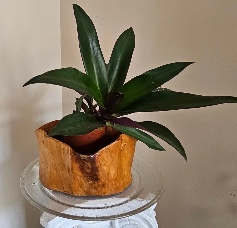 unique plant wooden pot image indicator(3)