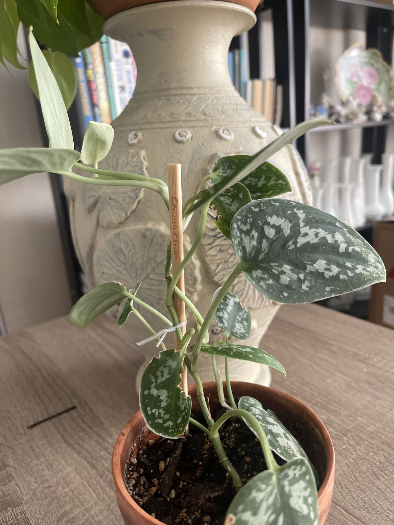 Silver Satin Pothos - photo 3