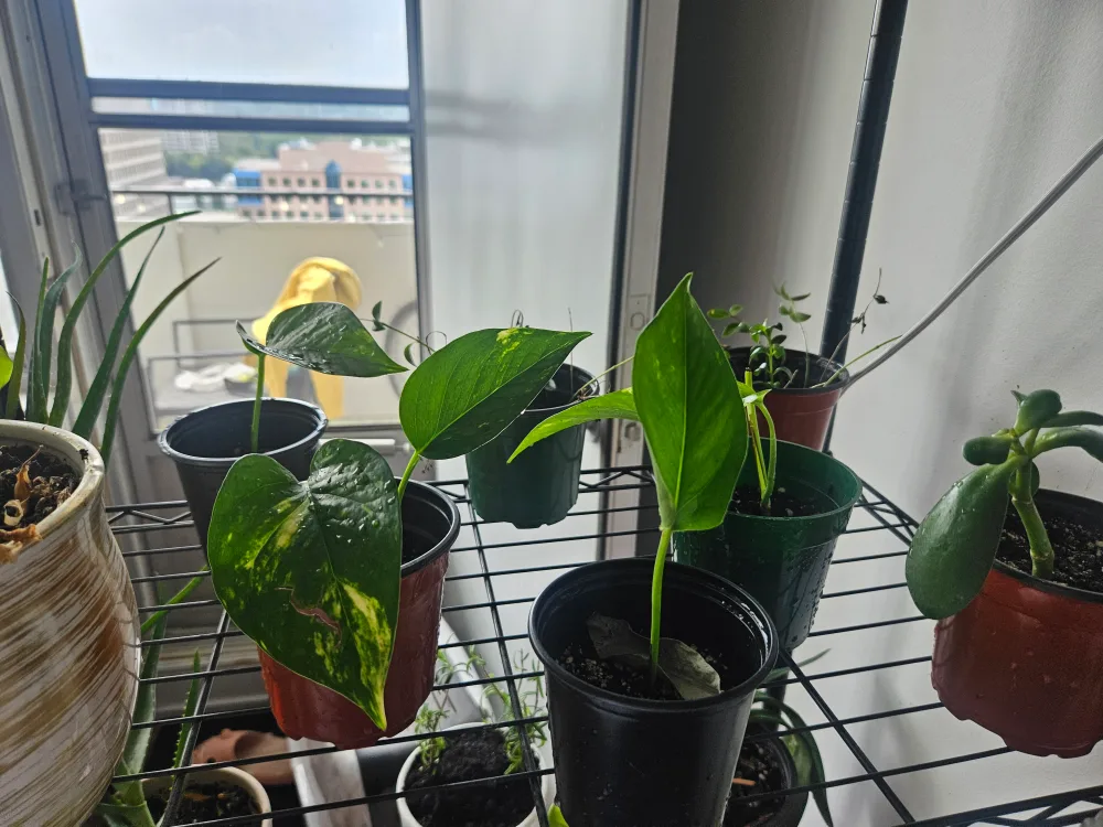 Pothos Plant 1 plant for $2 thumbnail