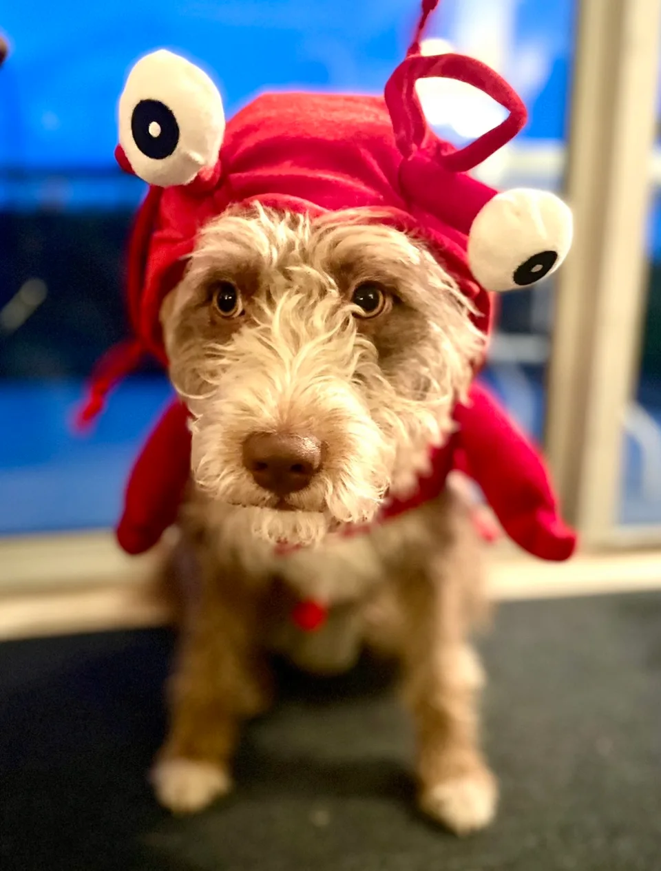 Lobster Dog Costume image indicator(2)