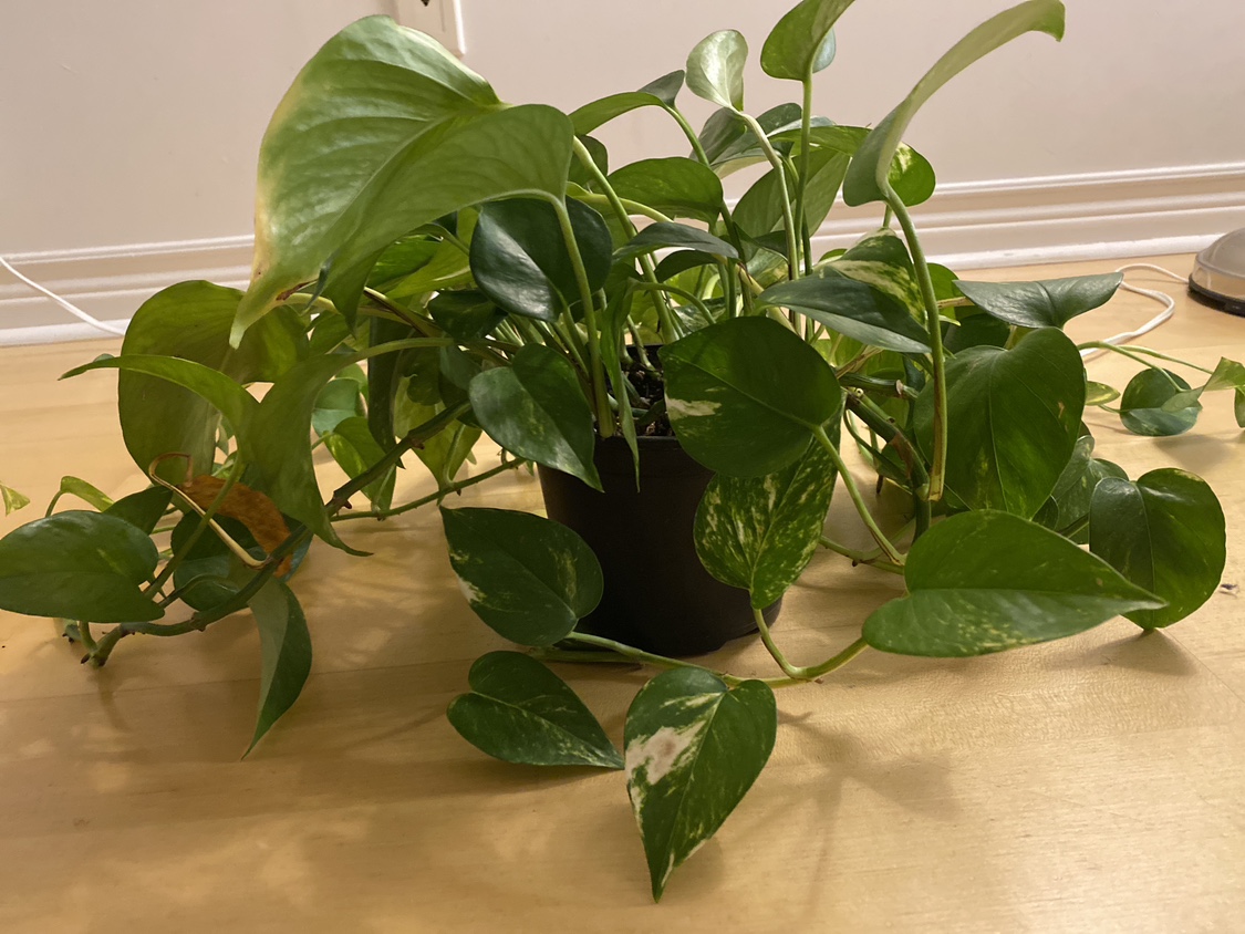 Large Potted Pothos Plant🧡 - photo 2