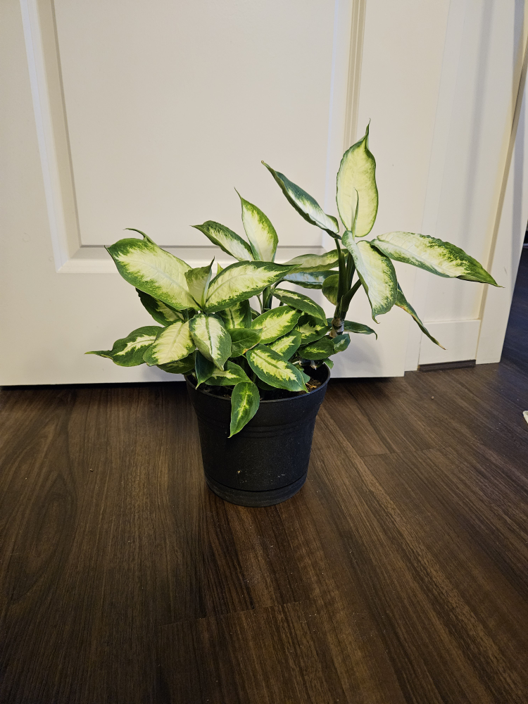 Small Dieffenbachia - White and Green Plant