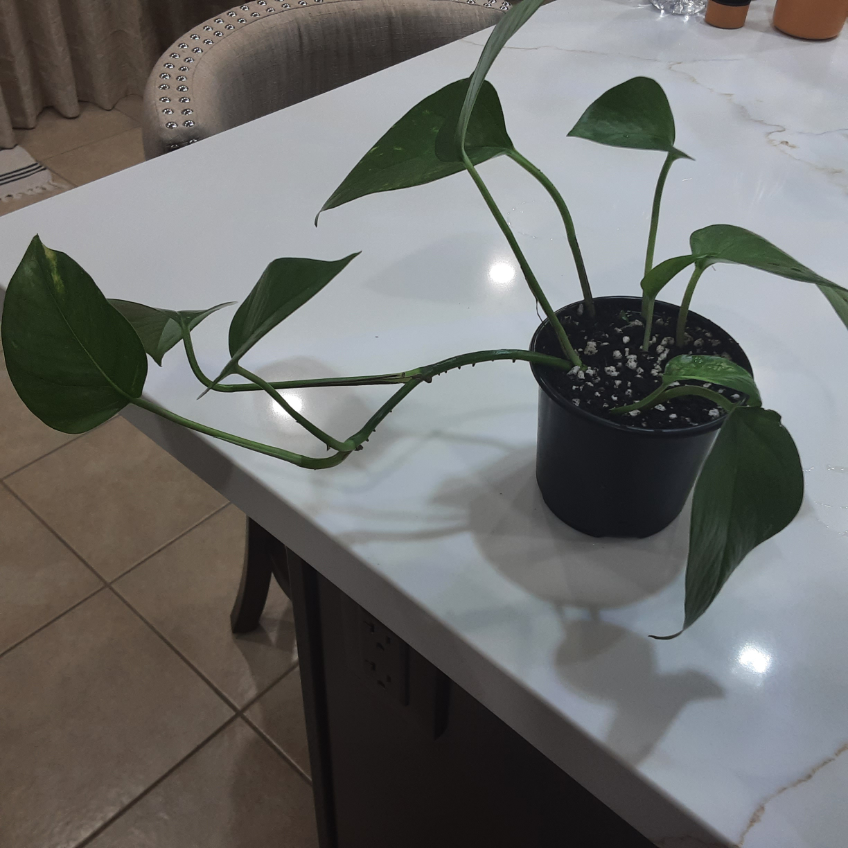 Golden Pothos Plant