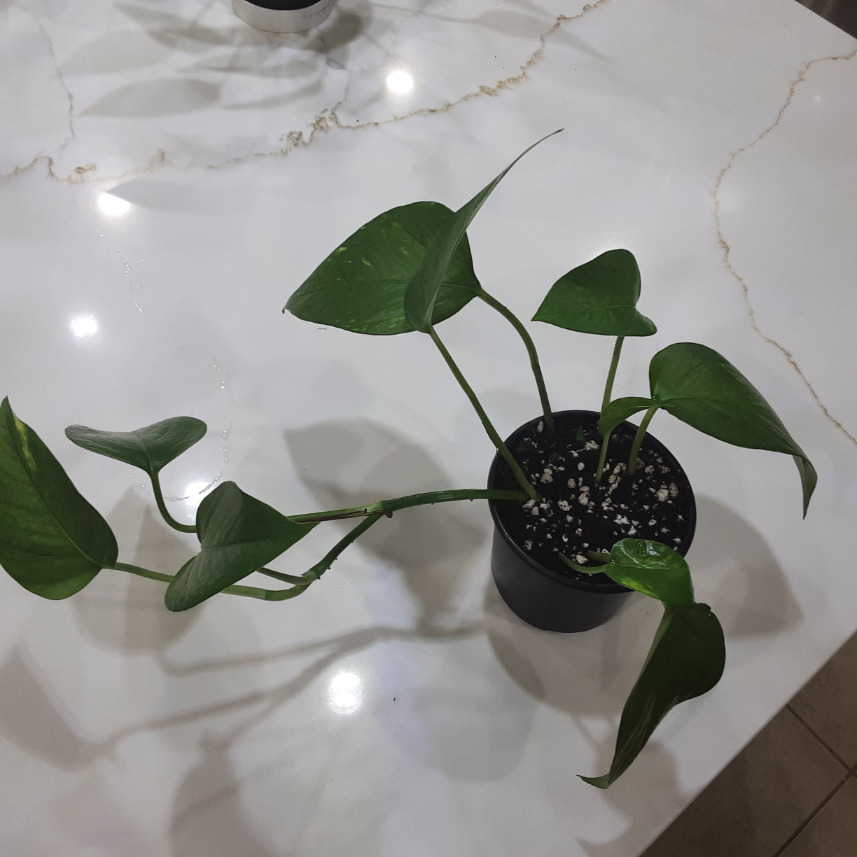 Golden Pothos Plant - photo 2