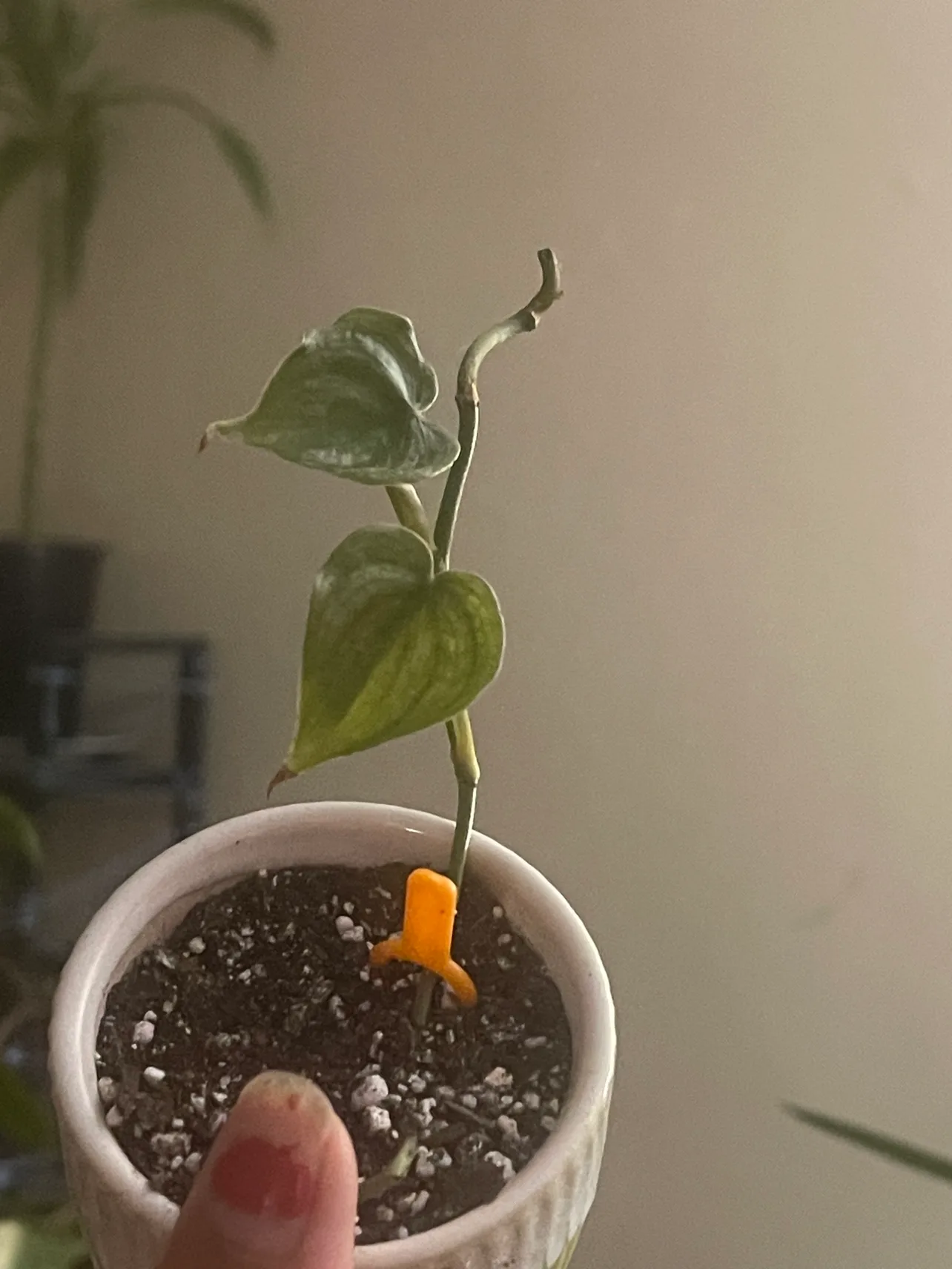 Philodendron Brandtianum thumbnail