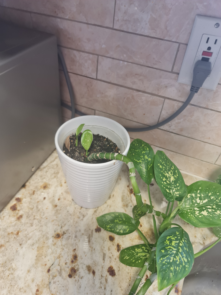 Dieffenbachia Plant