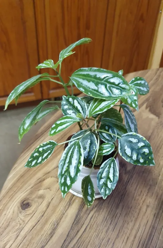 Aluminum Plant image indicator(2)