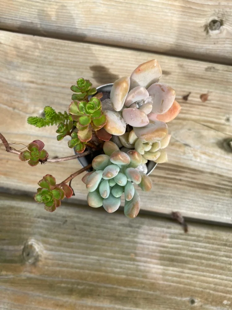 Succulents Arrangement thumbnail