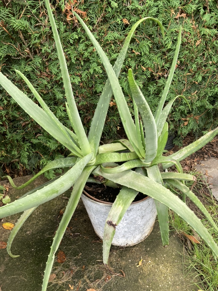 Large Aloe Plants - photo 5