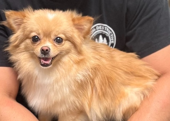 Pomeranian chi Puppy