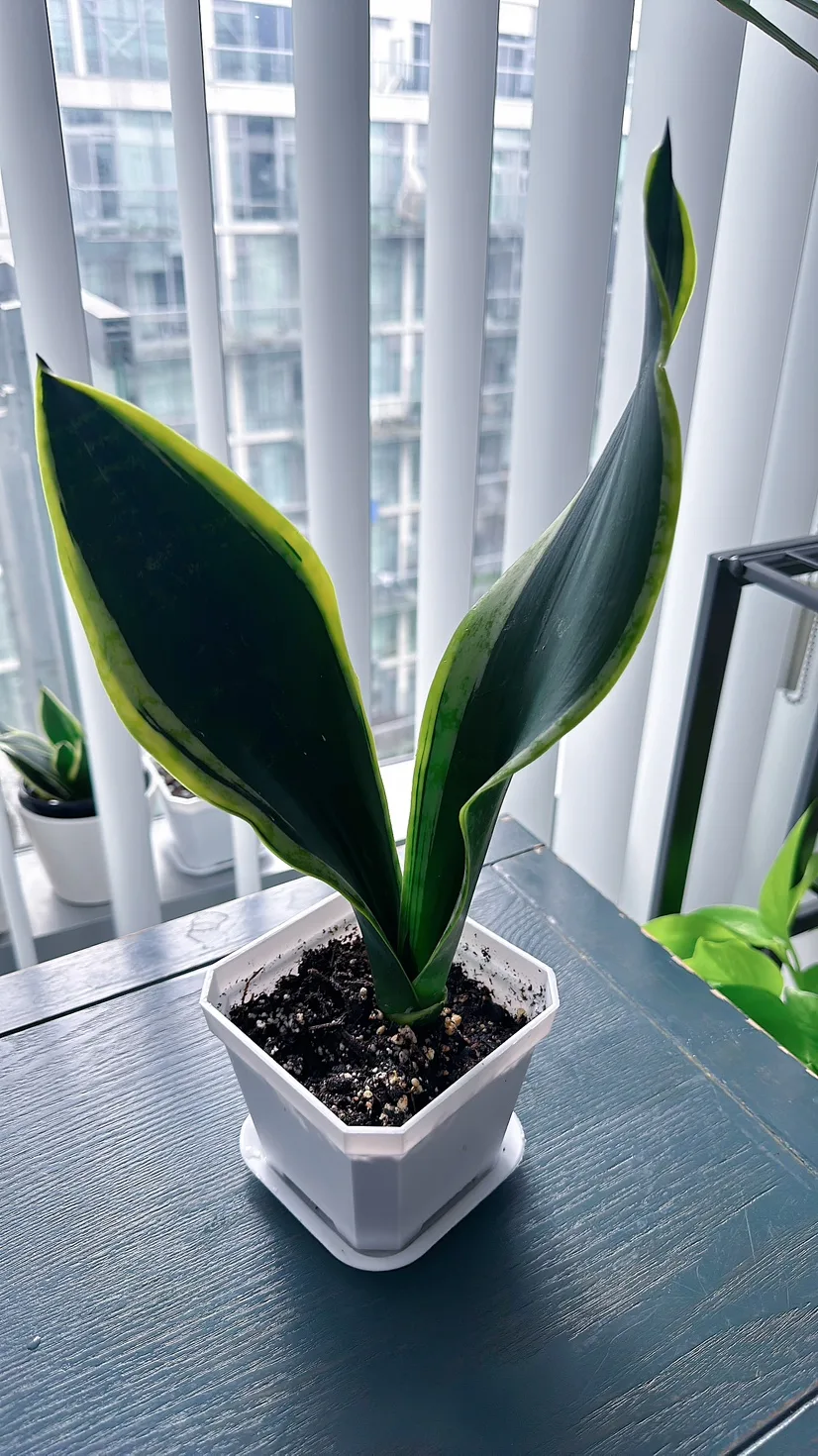 Black Gold Snake Plant (over 1 ft tall) image indicator(7)
