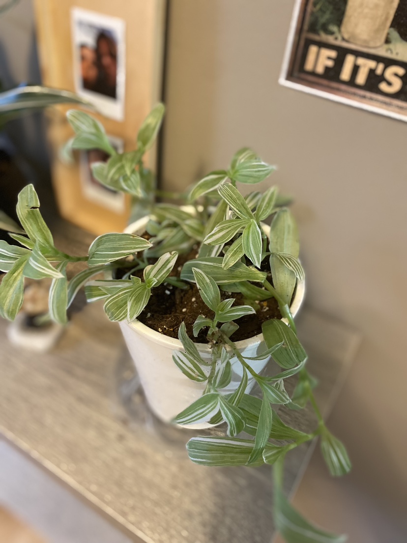 Tradescantia - photo 2