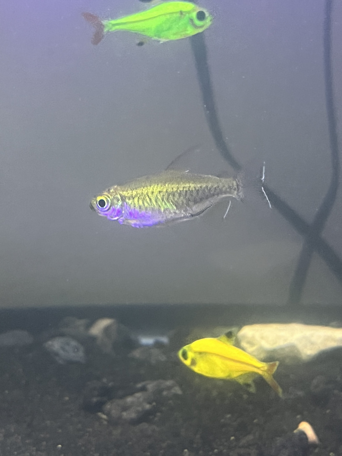 Congo Tetra Fish 2 for sale - photo 3