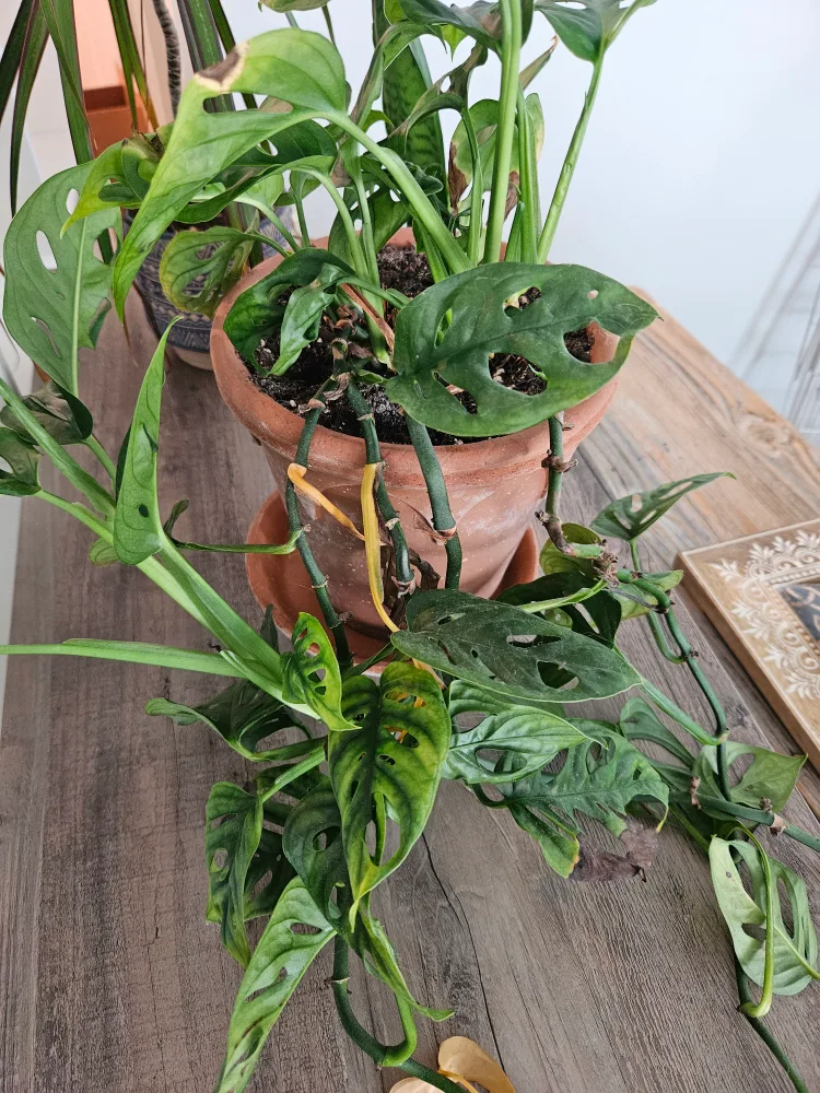 Monstera Adansonii thumbnail