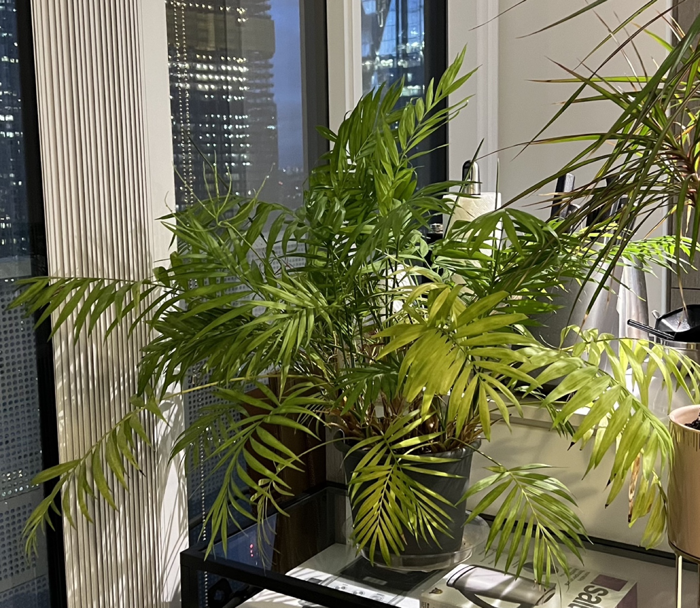 Parlor Palm Plant