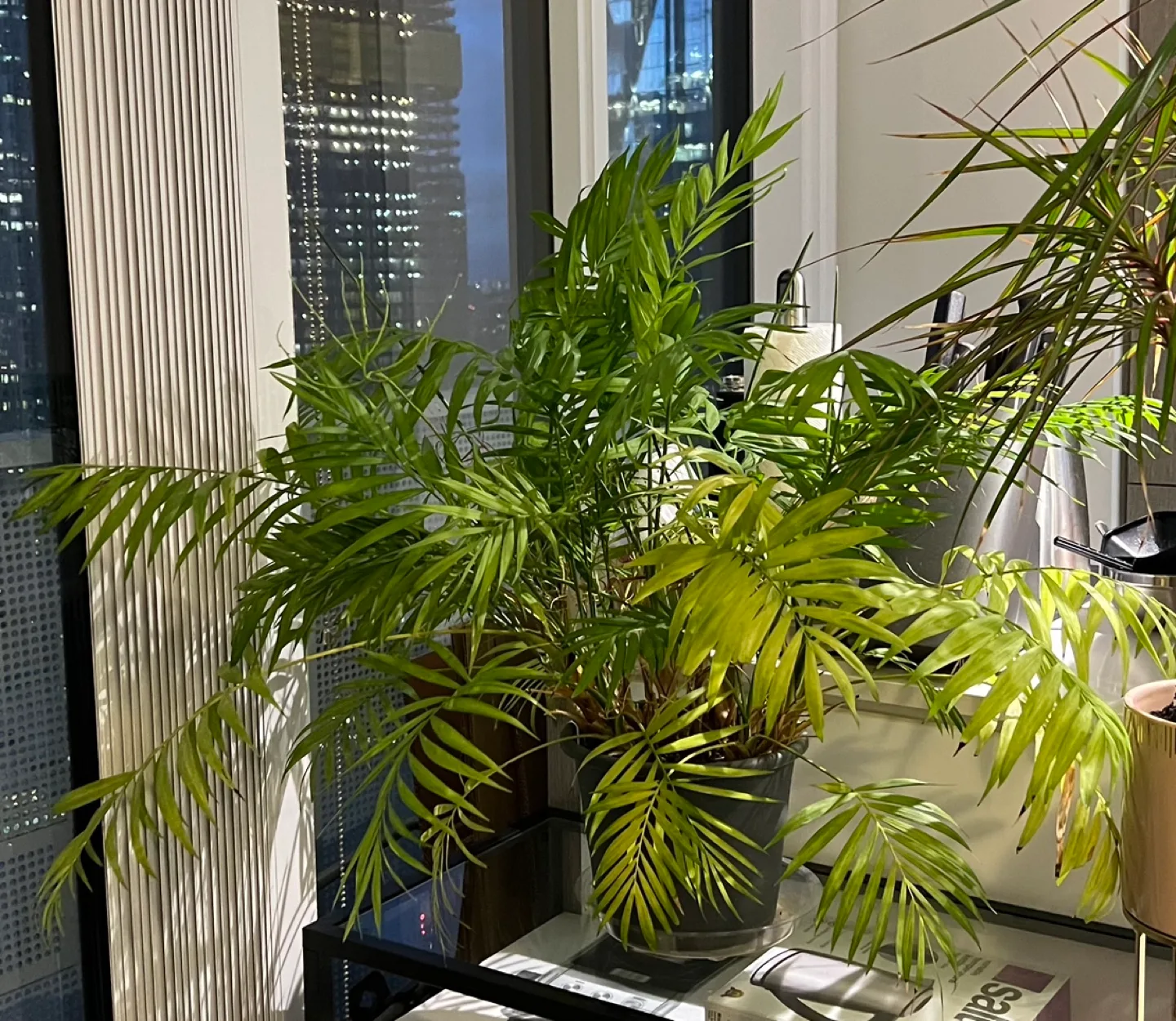 Parlor Palm Plant thumbnail