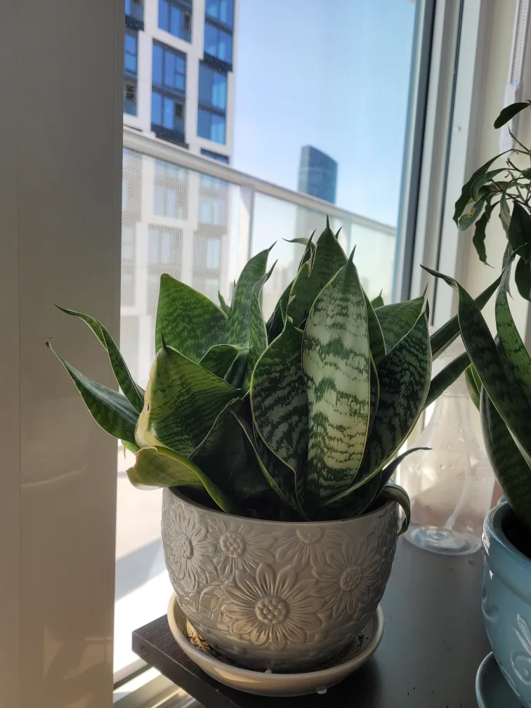 short snake plant image indicator(2)