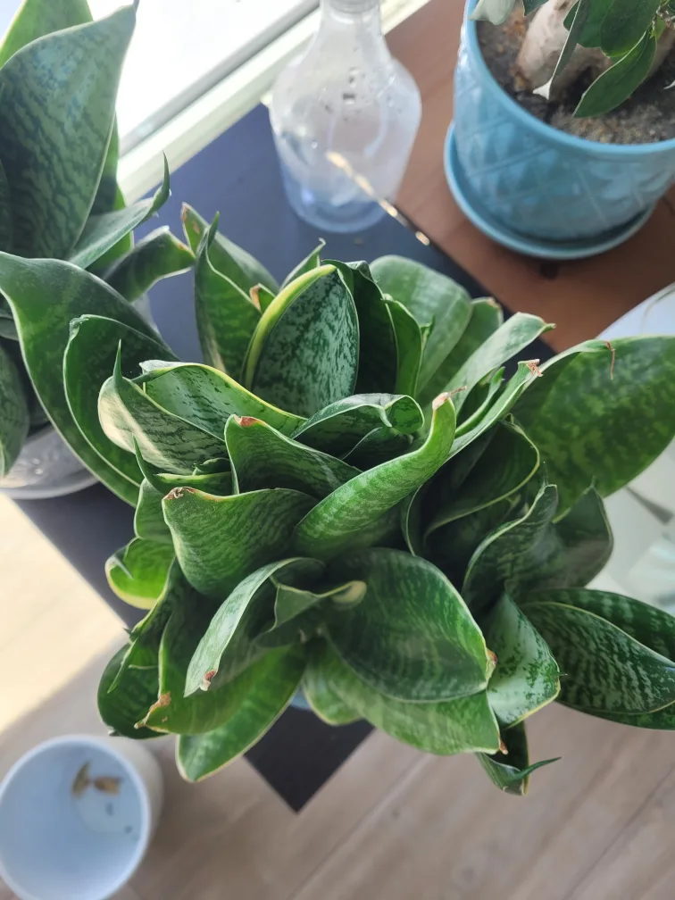 short snake plant image indicator(3)