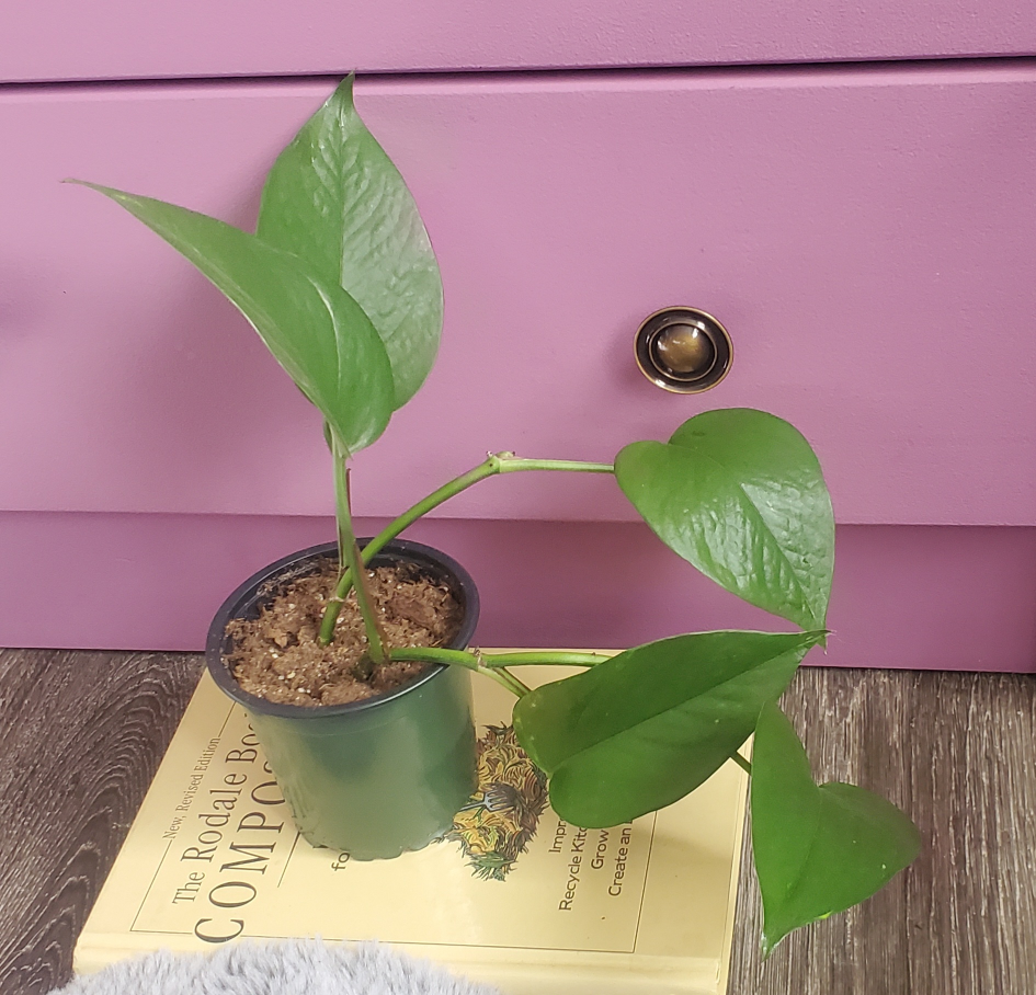 Low varigation golden pothos in 4" pot