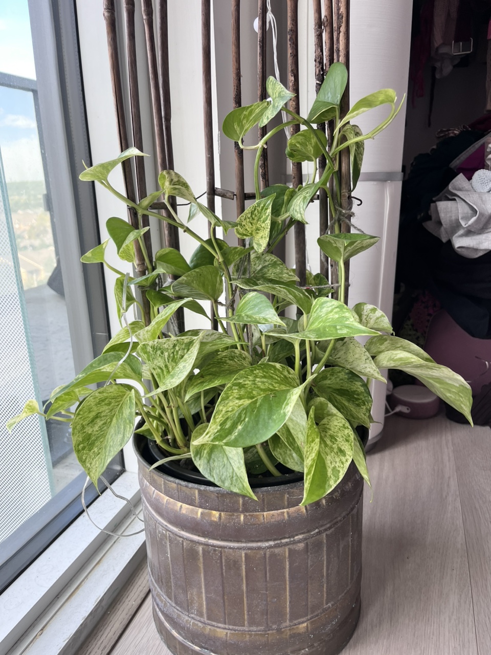 Plants - photo 2