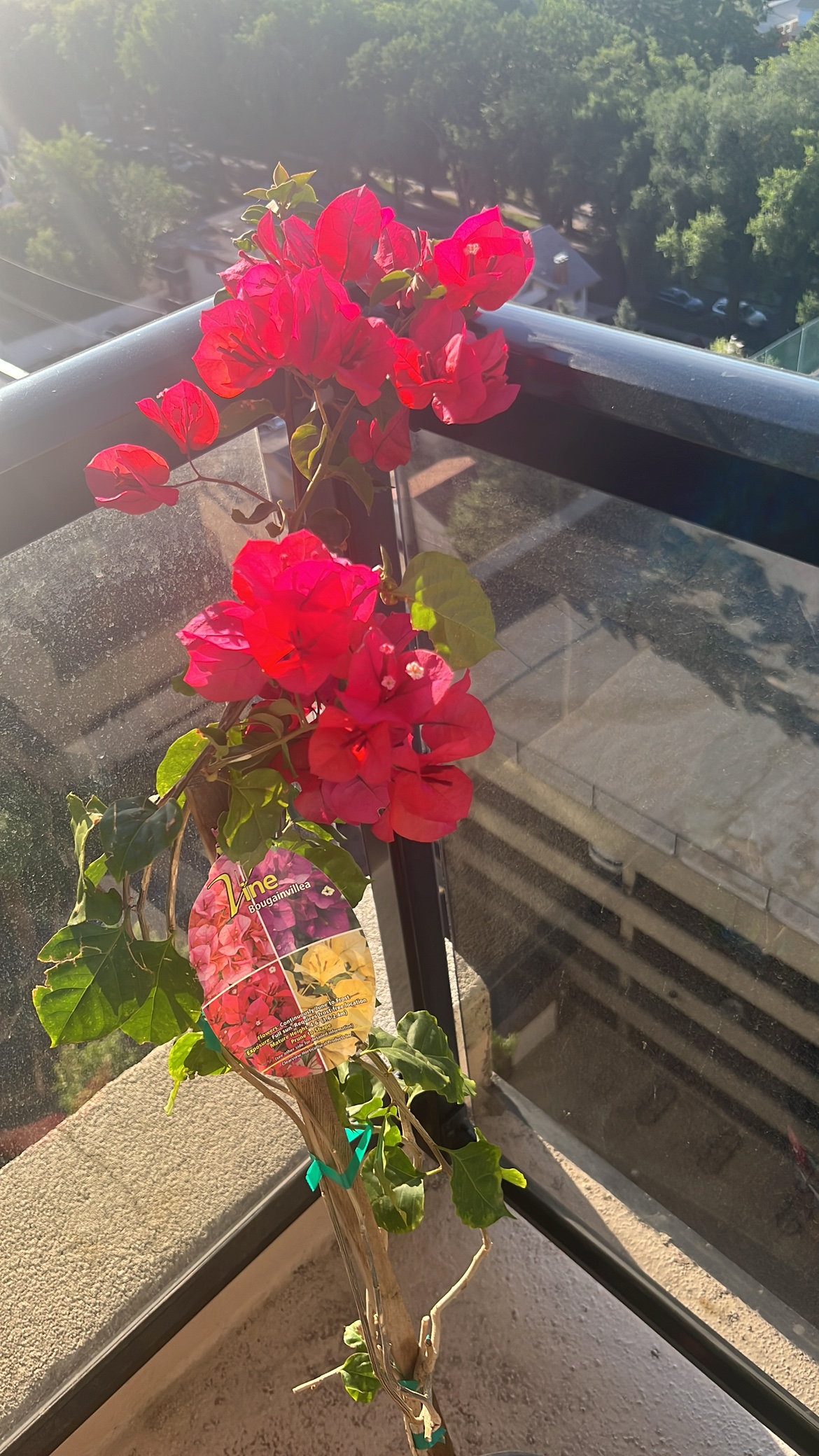 Bougainvillea Plant - photo 4