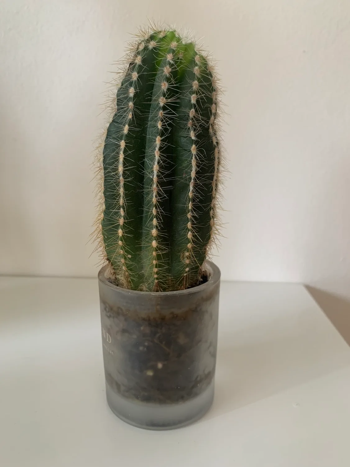 Beautiful Cactus 🌵 (5 inches) thumbnail